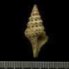 To The Linnean Society of London: A-F 0020030 Murex babylonius (Shells Linn) 